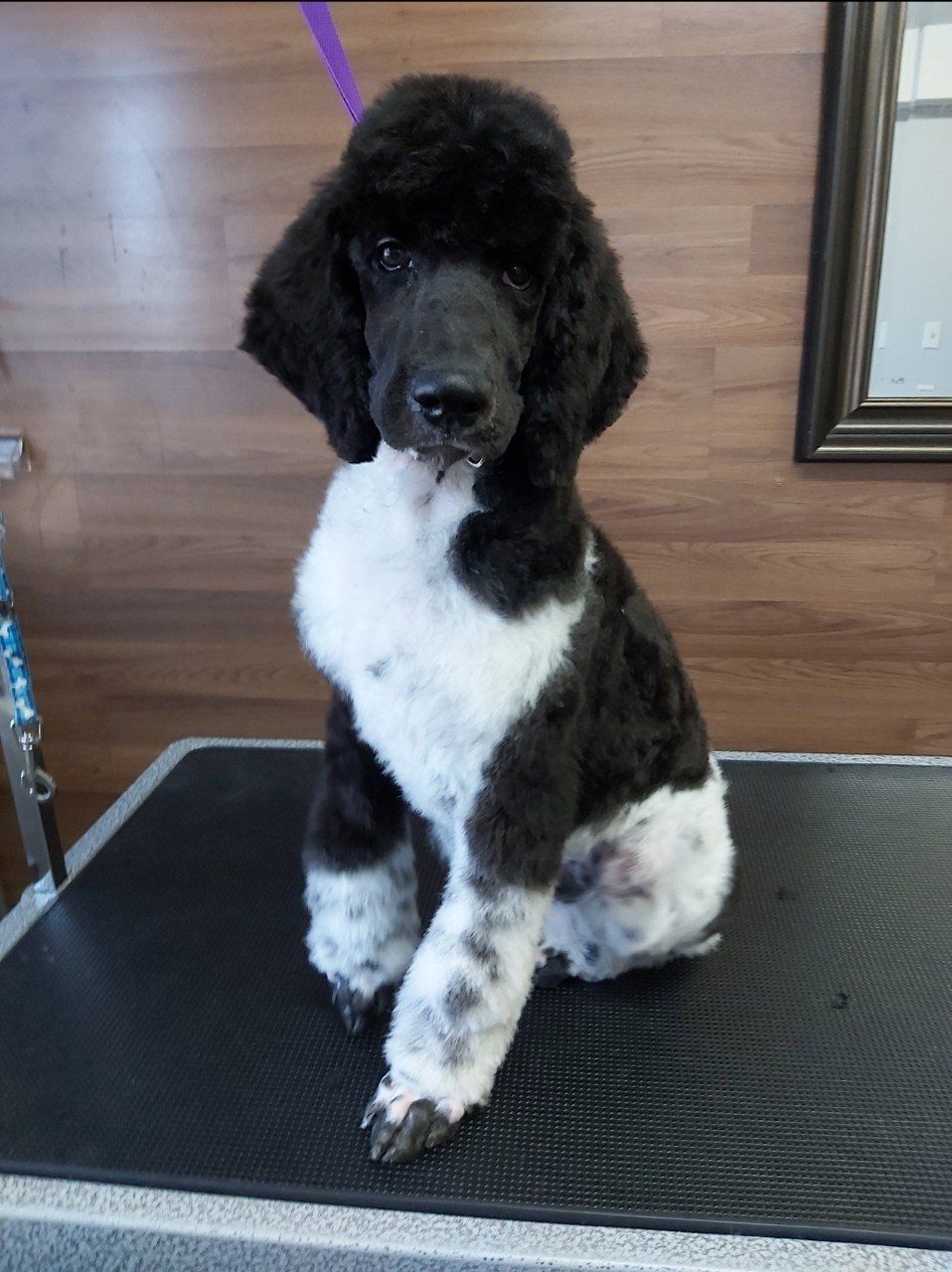 Professional pet groomers clarington