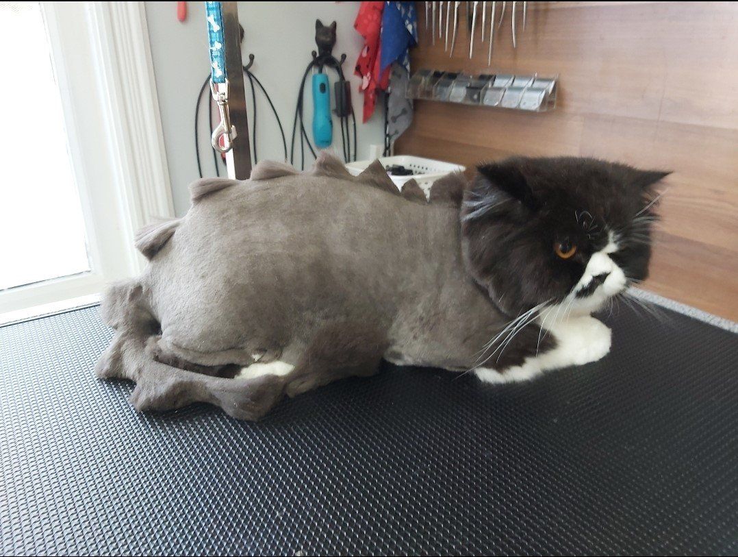 Dog grooming clarington | Dog grooming services clarington