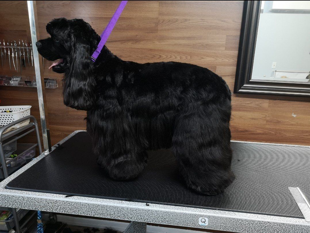 Cat Groomer Bowmanville