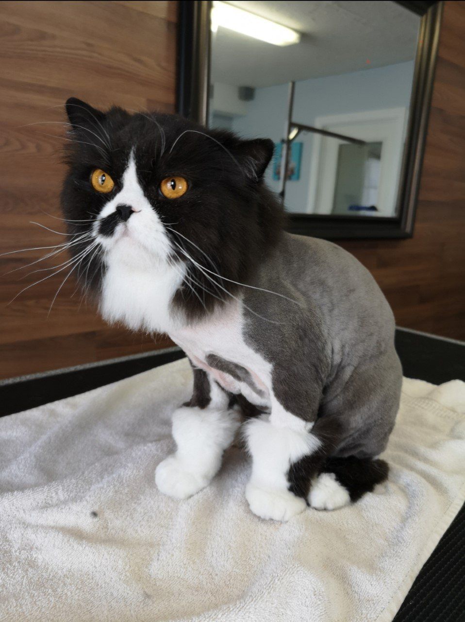 Dog groomer clarington | Dog groomers clarington