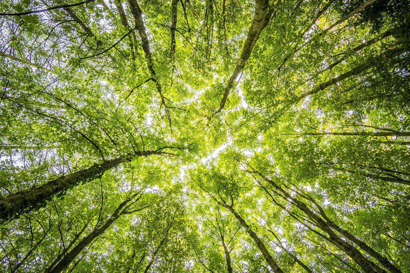 Looking up at tall green trees with sunlight shining through the canopy.
