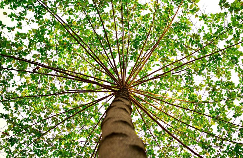 Looking up at a tall tree trunk with branches radiating outwards, covered in green leaves.