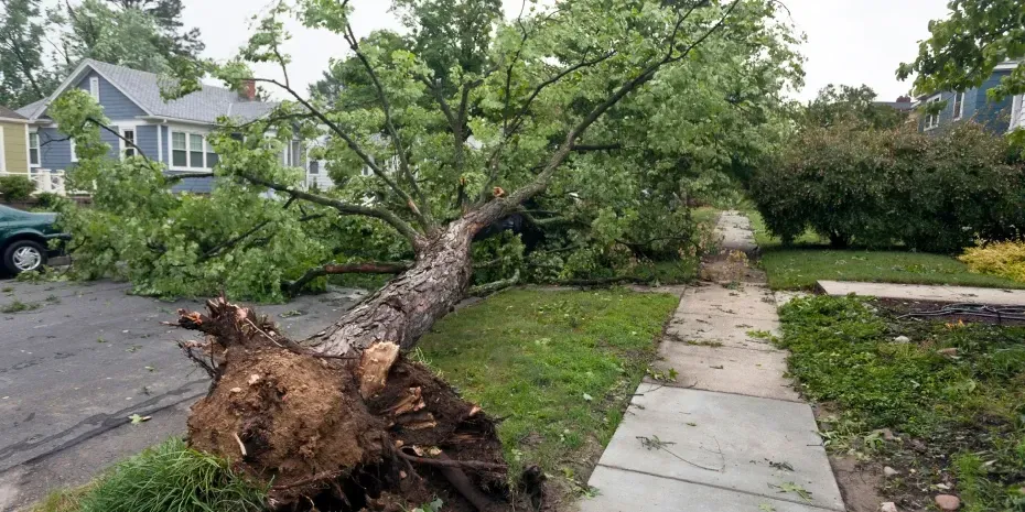 A large tree uprooted and blocking a sidewalk and street in a residential neighborhood.