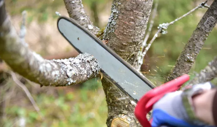 Chainsaw cutting a tree branch outdoors. Red-gloved hand holds the saw; sawdust flies.