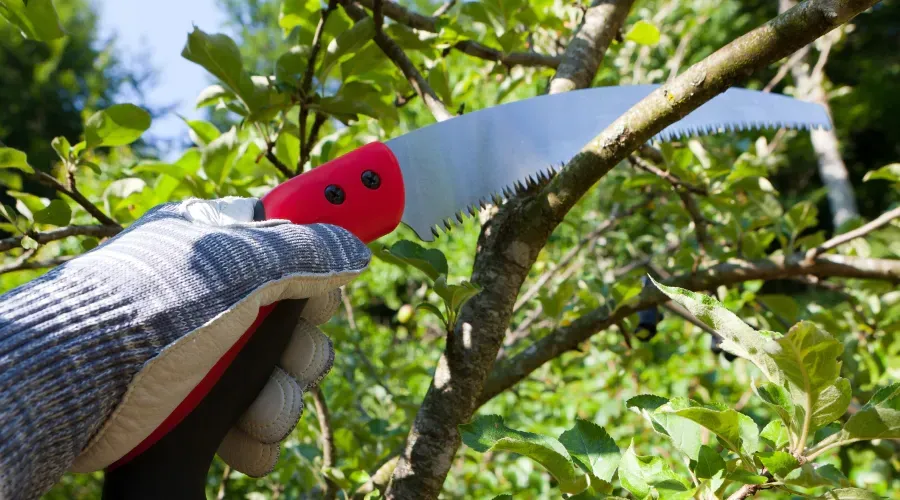 Gloved hand using a saw to prune a tree branch in a sunny, outdoor setting.