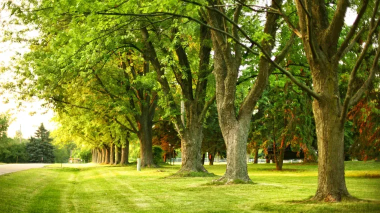 Row of tall trees with green leaves lining a grassy area beside a road, sunlight filtering through.