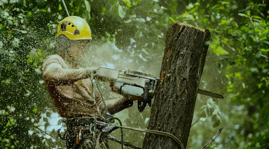 Arborist in yellow helmet using a chainsaw to cut a tree trunk, surrounded by wood chips.