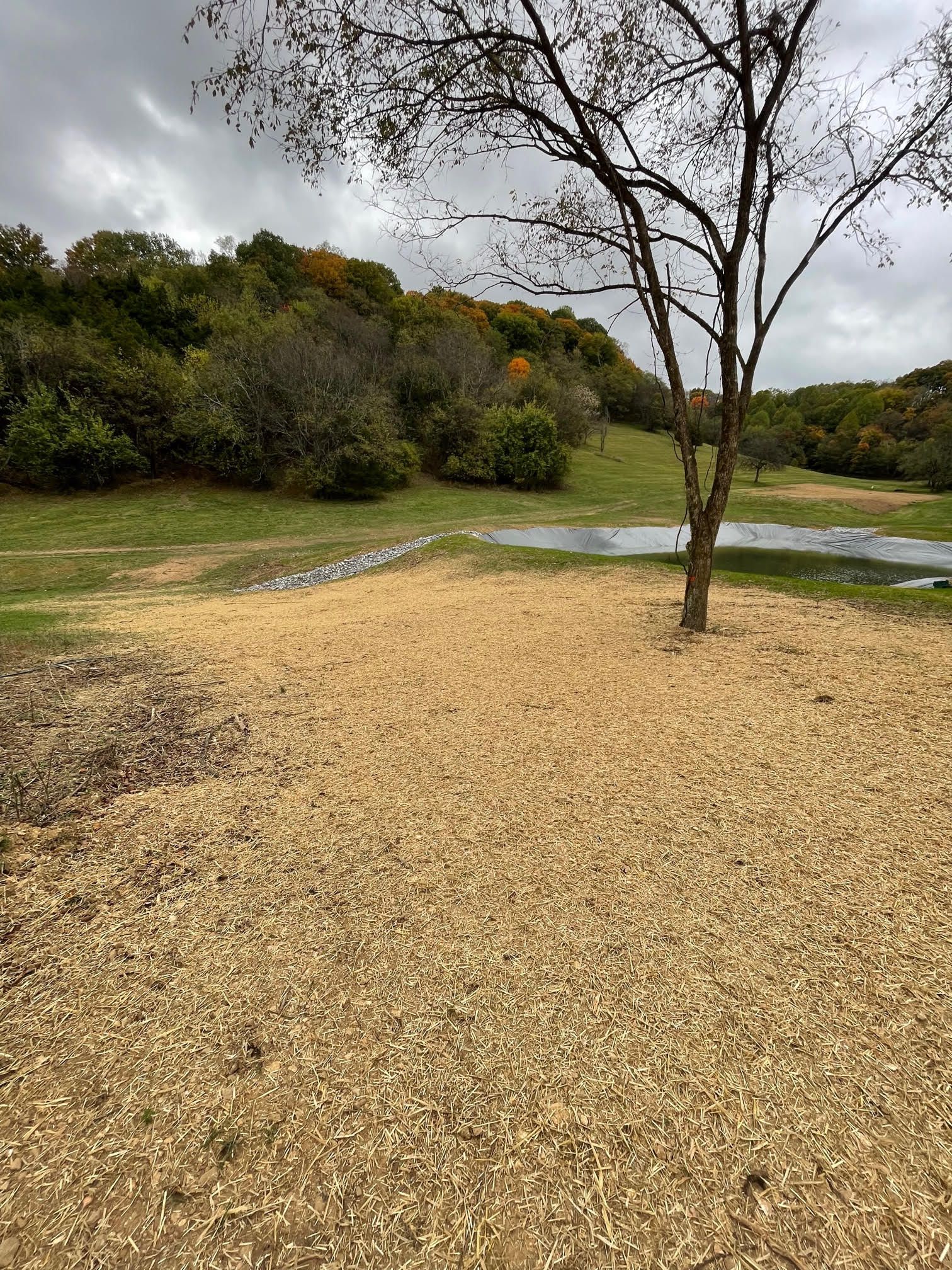There is a tree in the middle of a field with a lot of gravel.