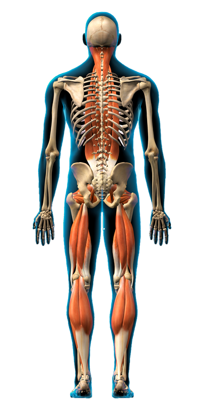 Skeleton Chart Back - Watertown, SD - Watertown Wellness & Chiropractic