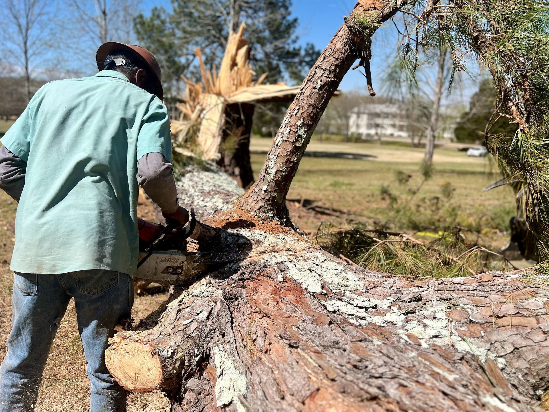 Person using chainsaw to cut a fallen tree in a sunny, outdoor setting.
