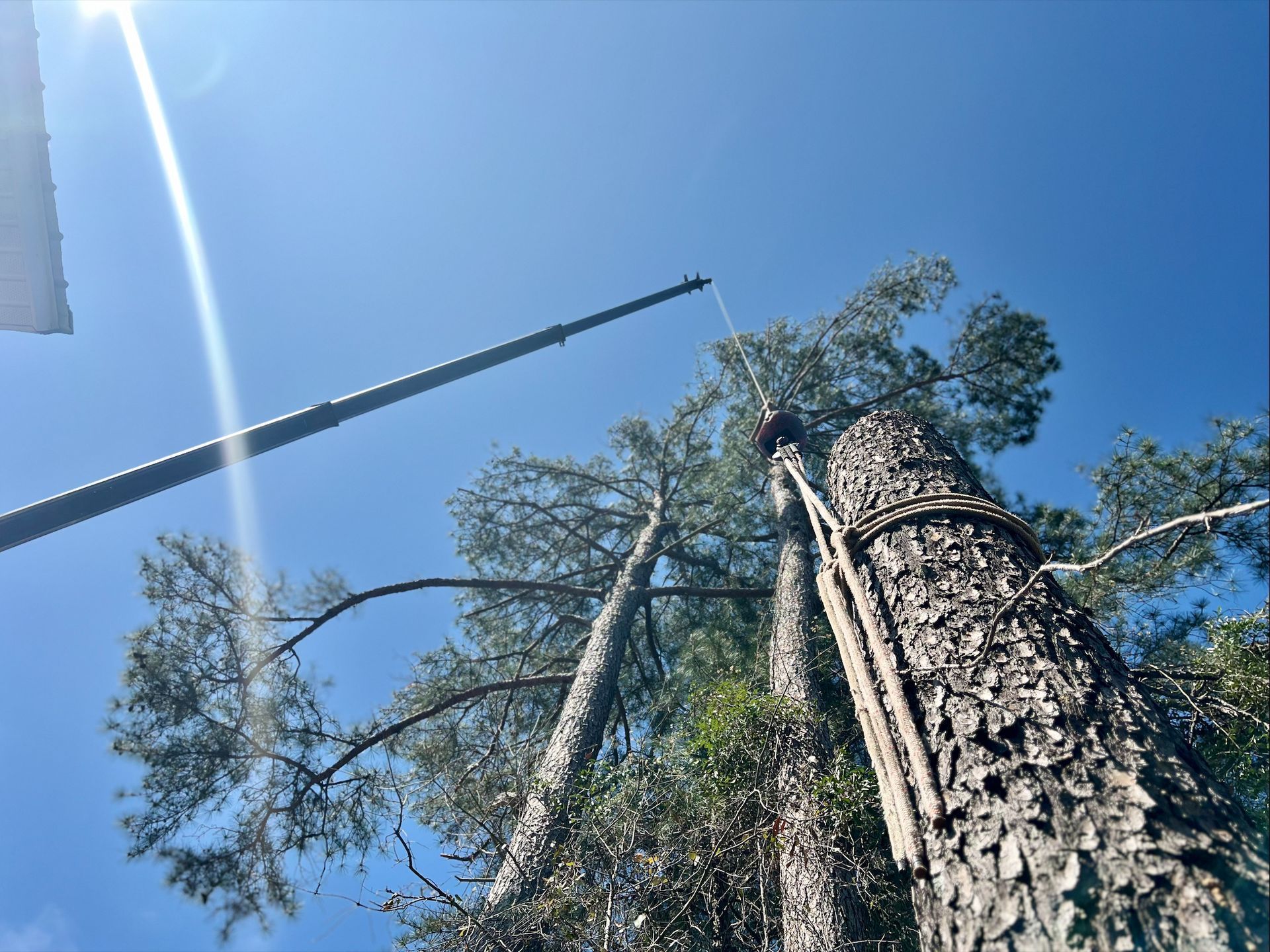 Tall trees under a bright blue sky with a crane assisting with tree trimming.