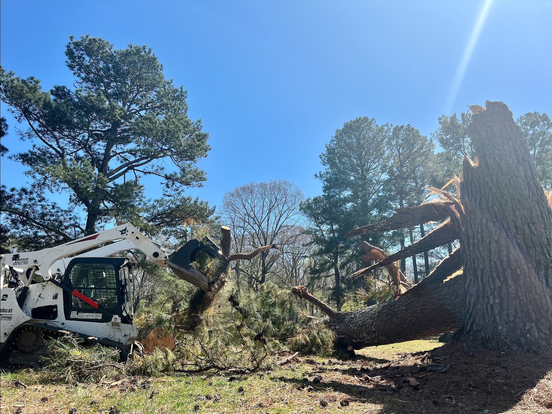 Bobcat removing fallen tree in a sunny, wooded area. Clear blue sky.