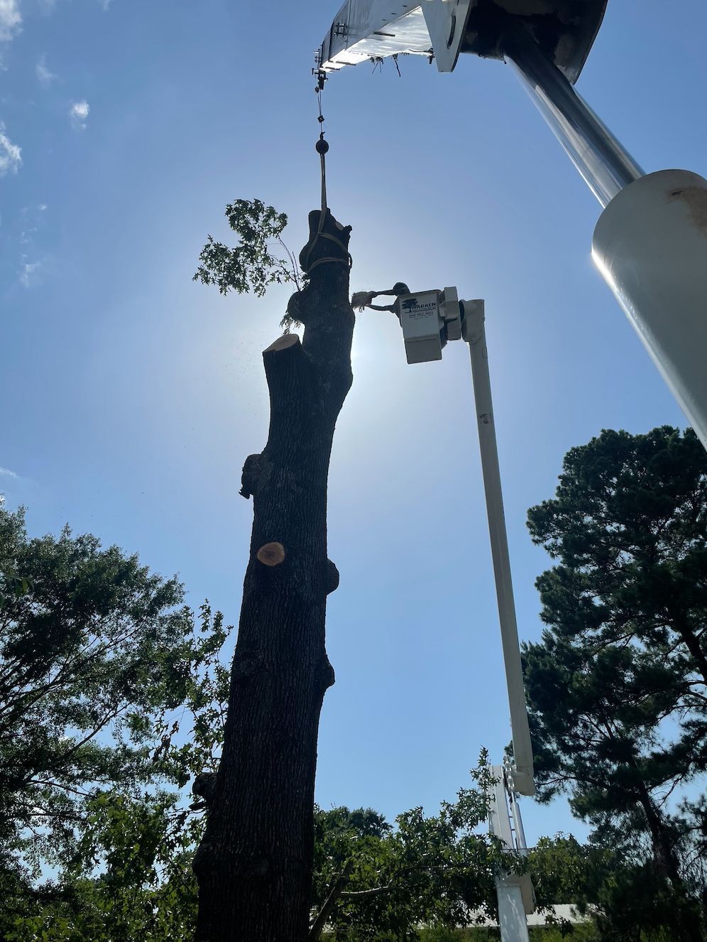 Tree being trimmed with a lift; sun shining in the background.