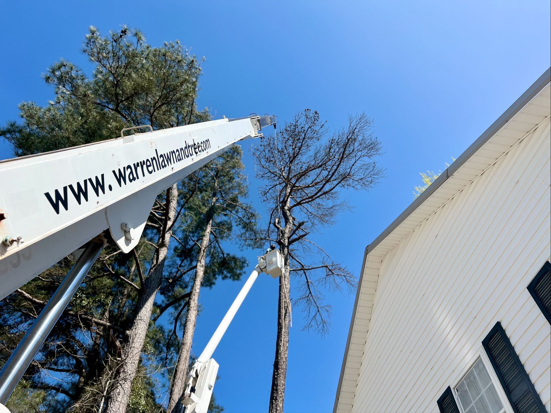 Tree trimming service in progress; white crane arm reaches a tall pine tree next to a white house under a blue sky.