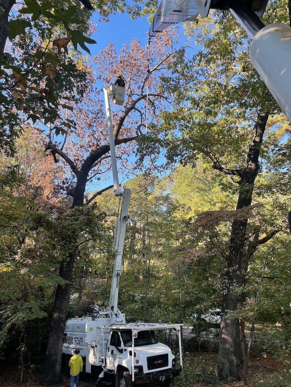 A tree service truck with an extended boom trimming a tree against a blue sky.