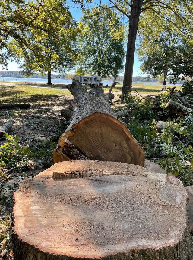 Cut tree trunk with large, round cut end, lying near another cut section, outdoors by a lake.