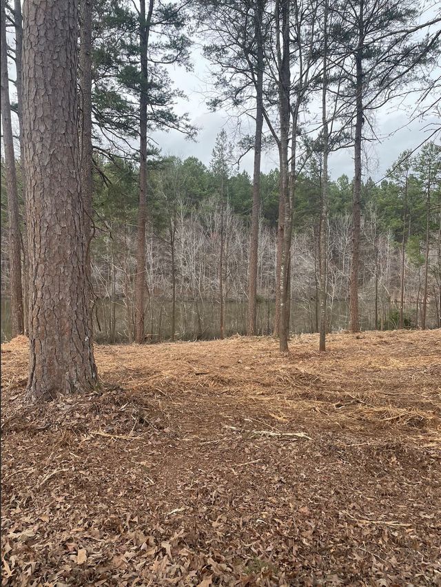 Wooded area with brown ground cover, tall trees, and a distant tree line under a cloudy sky.