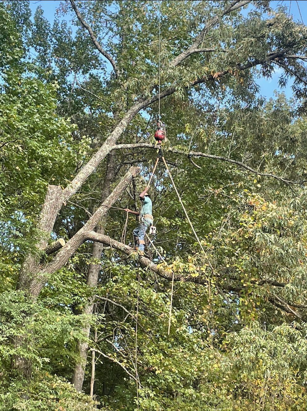 Person in a tree, using ropes and pulley system. Tree has cut branches, blue sky in the background.