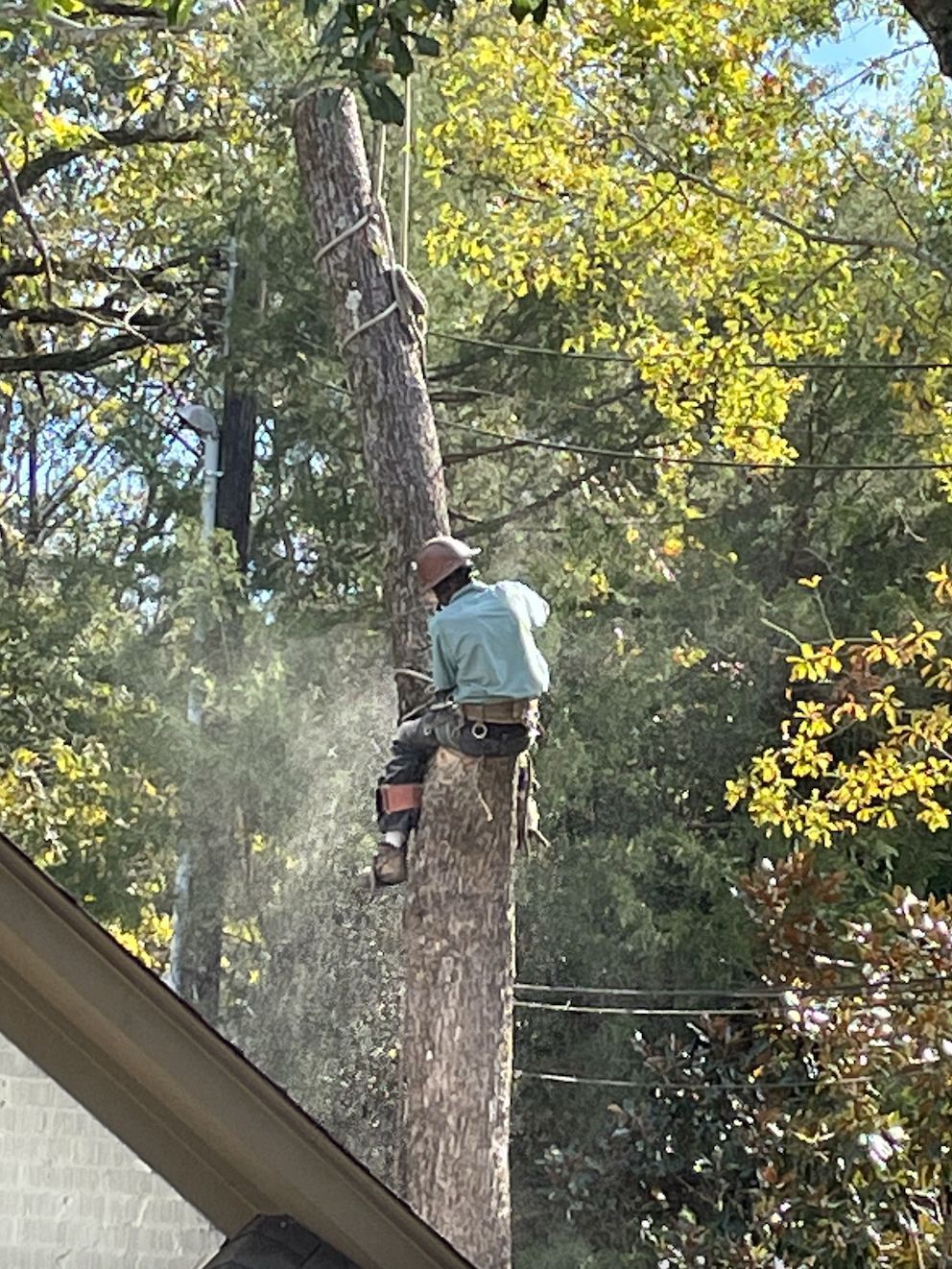 Arborist cutting a tall tree trunk with a chainsaw. Wood chips fly as he works in a residential area.