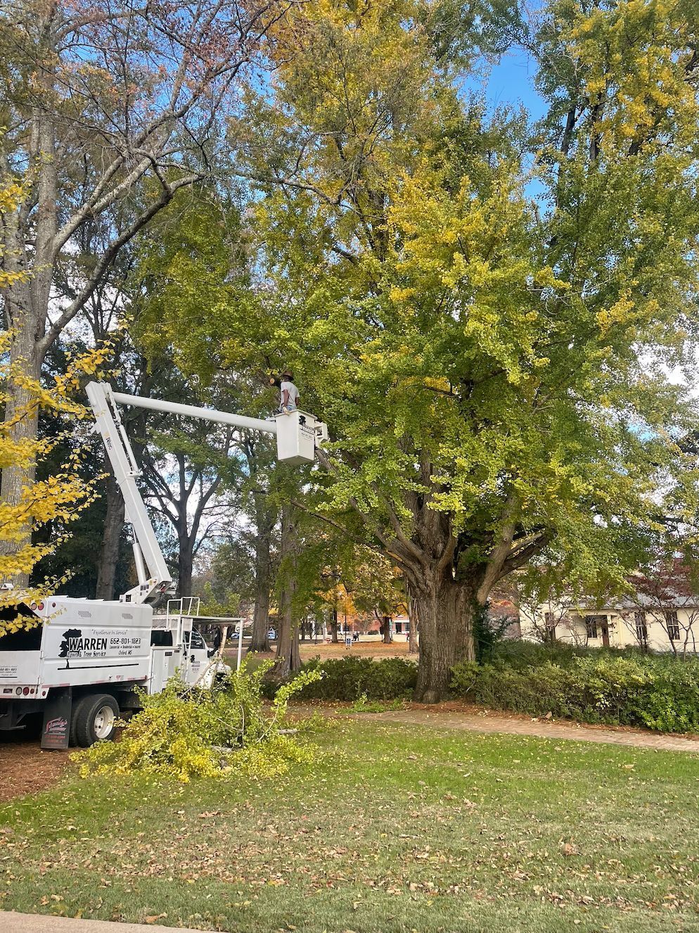 Tree trimming service with a white lift truck working on a large tree in a yard.