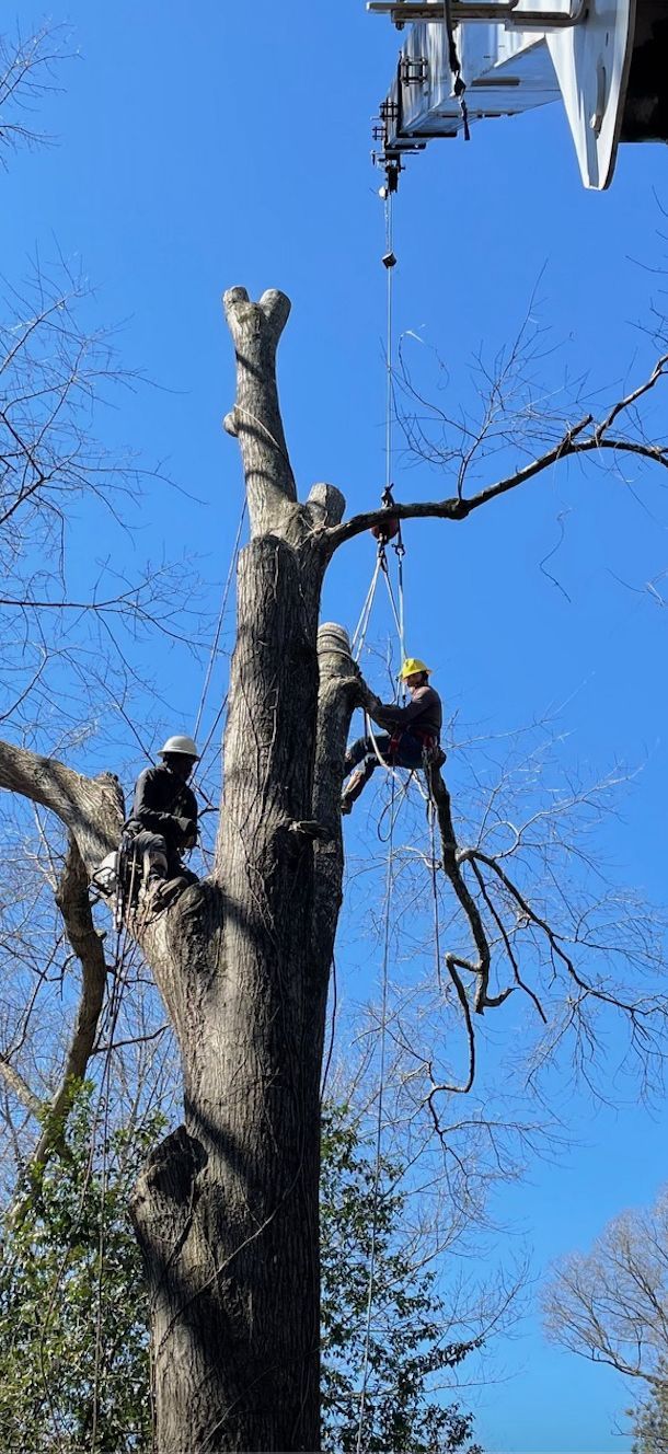 Two tree workers cutting down a tall tree using ropes and a lift under a blue sky.
