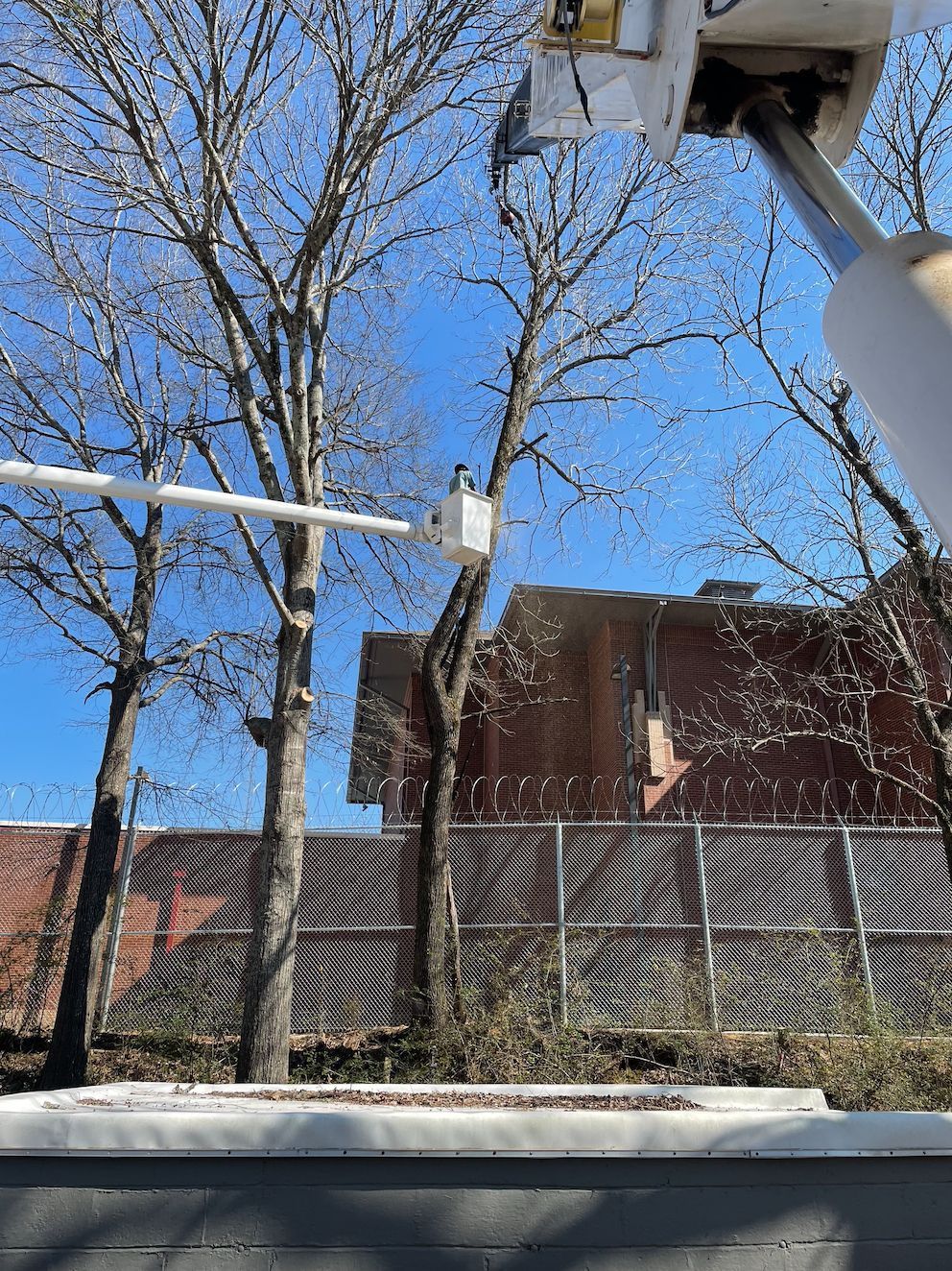 A person in a bucket lift trimming a tree near a brick building and fence.