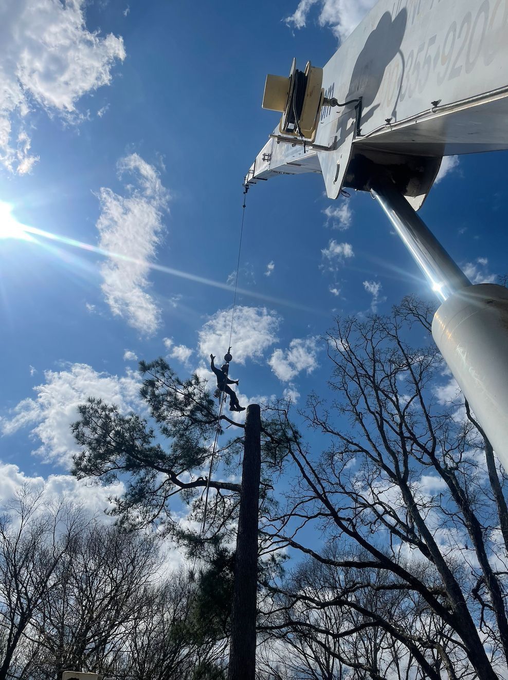 Worker in a lift cutting a tall tree against a blue sky, sun shining, with bare trees in the foreground.