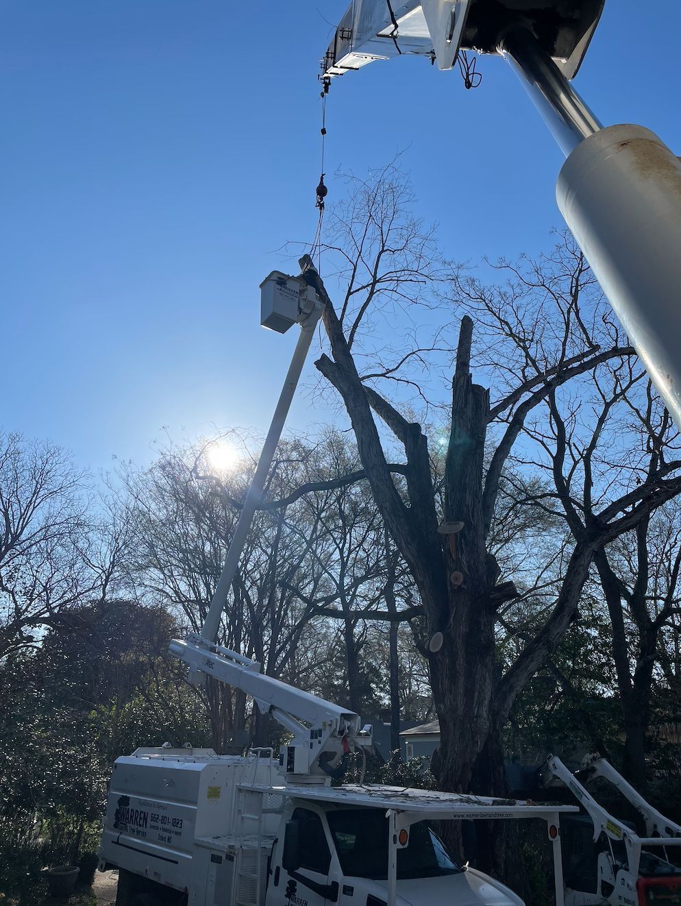 Tree being trimmed with a bucket truck on a sunny day.