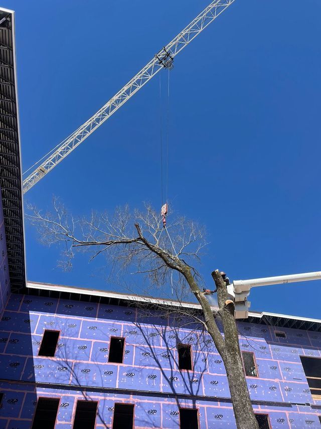 Crane lifting a tree limb near a building under construction. Blue sky.