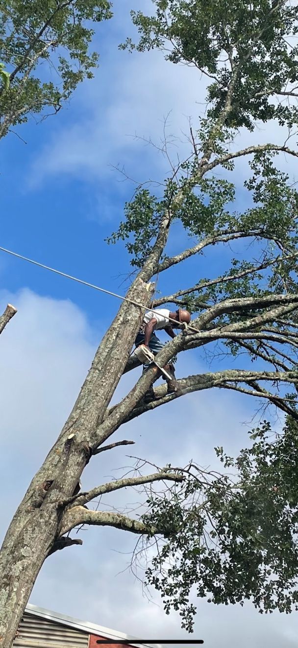 Person climbing a tall tree with a bright blue sky and clouds in the background.