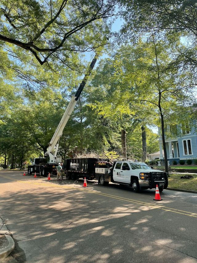 Crane trimming trees on a residential street; trucks, cones, and workers visible.