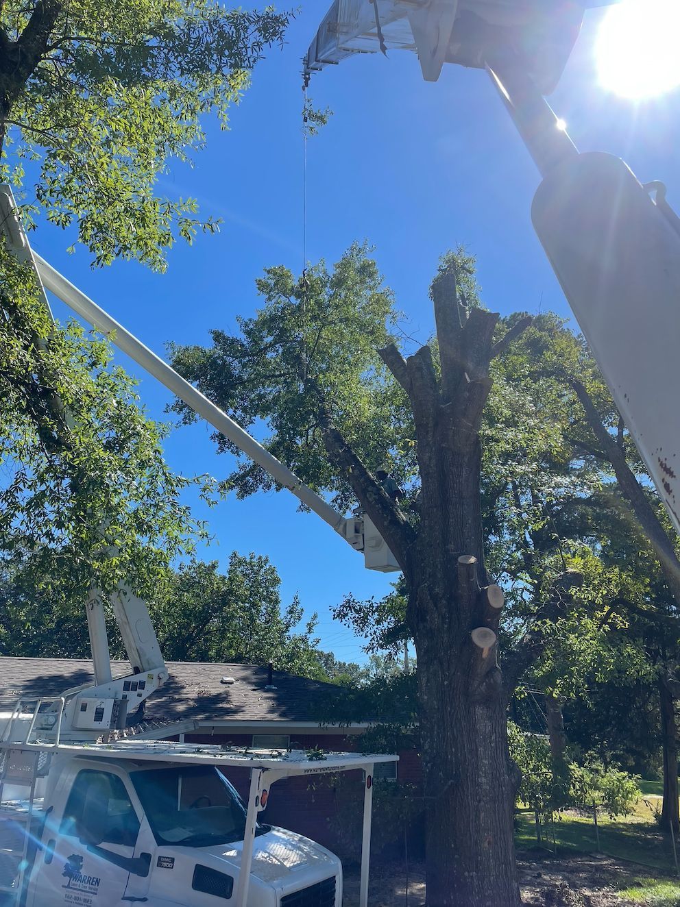 Tree being trimmed by a bucket truck under a bright blue sky.