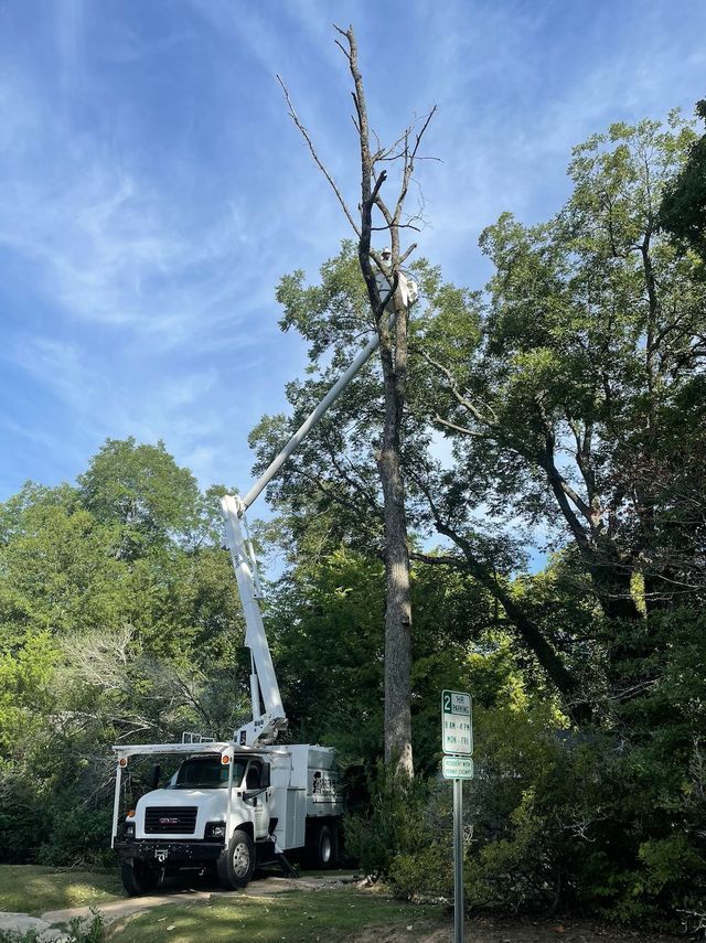 White tree service truck with an extended boom trimming a tall tree under a blue sky.