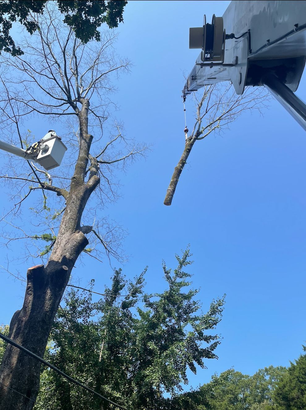 Tree being trimmed by a bucket truck against a bright blue sky.