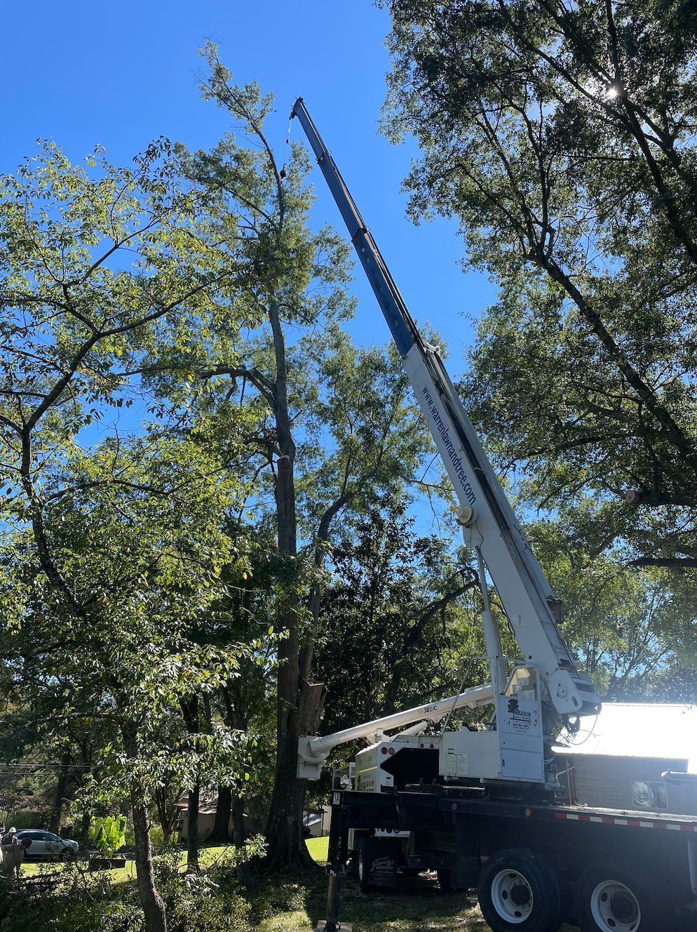 A crane trimming a tall tree in a residential area. Sunny day, bright blue sky.