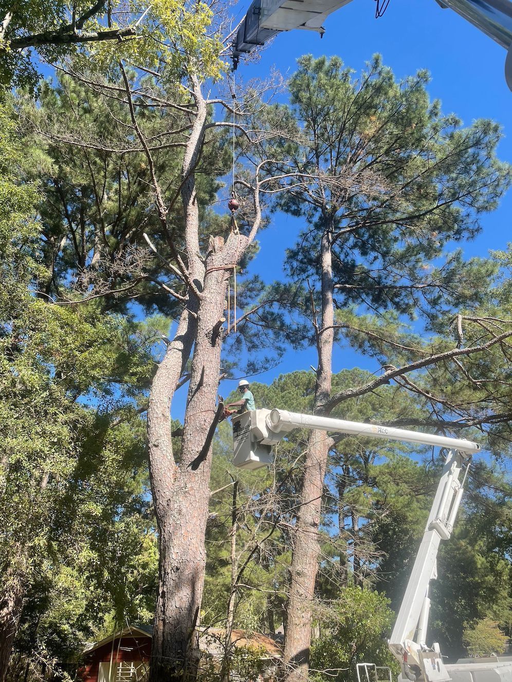 A tree being trimmed by a worker in a lift, bright blue sky in the background.