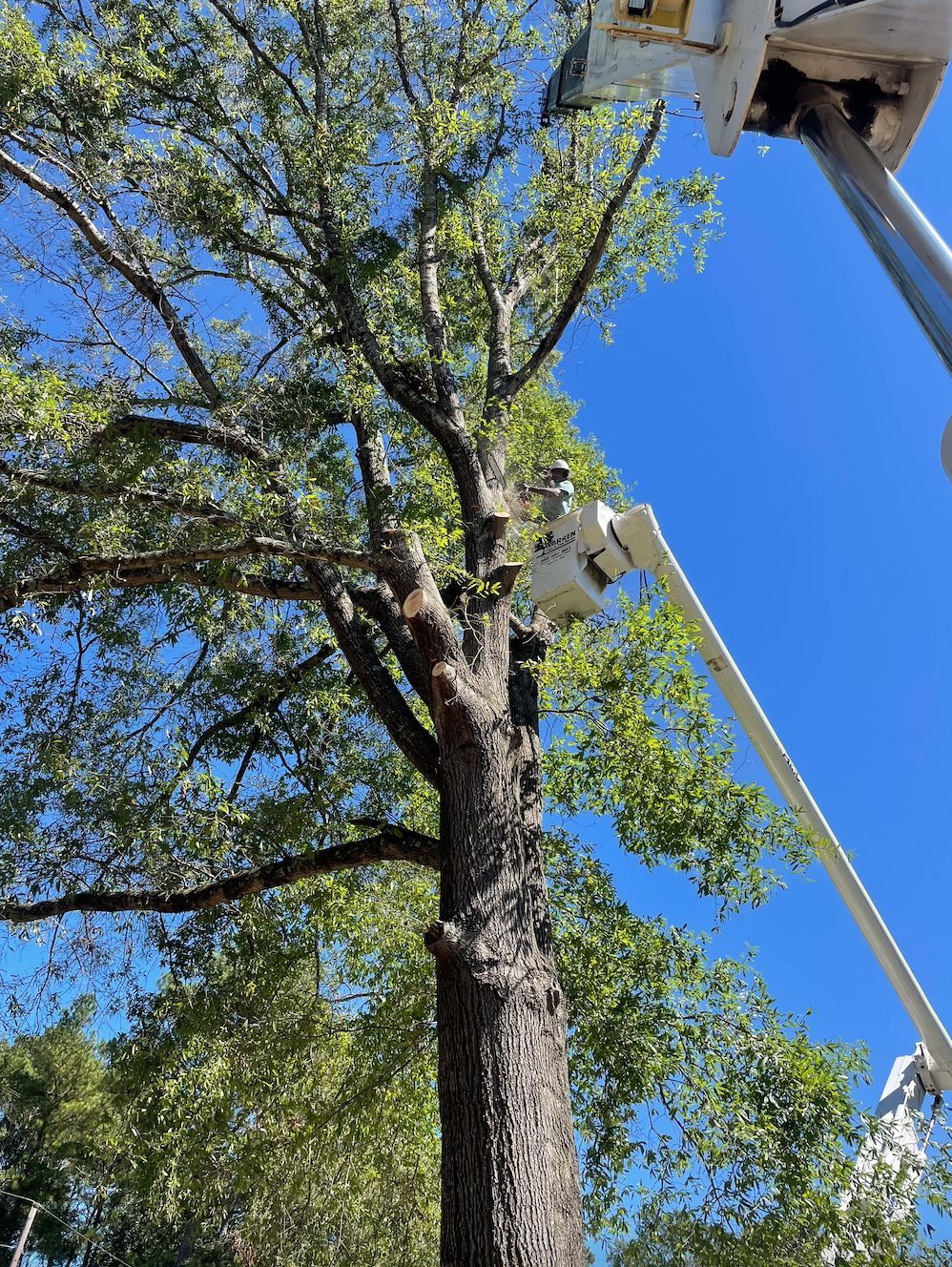 A tree being trimmed by a worker in a white lift against a blue sky.