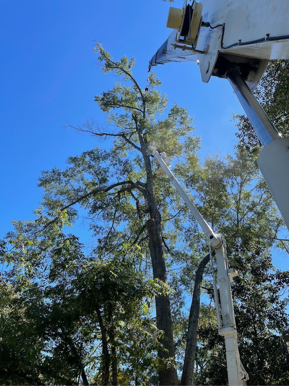 Tree being trimmed by a bucket truck, blue sky overhead, sunny day.