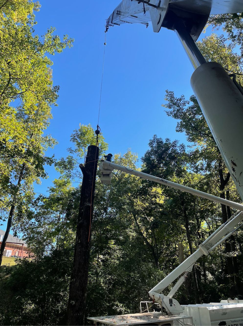 A tree being cut by a bucket truck under a bright blue sky.