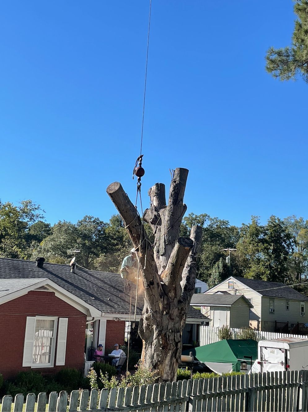 Tree removal: Arborist in harness atop a tree being cut down near houses on a sunny day.