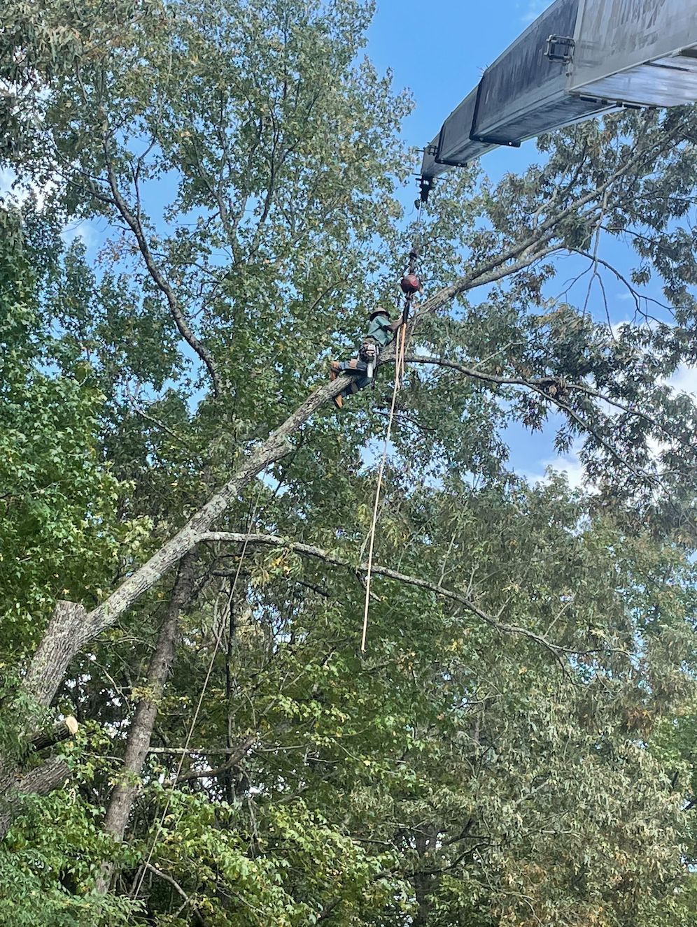 Tree branch being cut by machinery; blue sky peeking through the leaves.