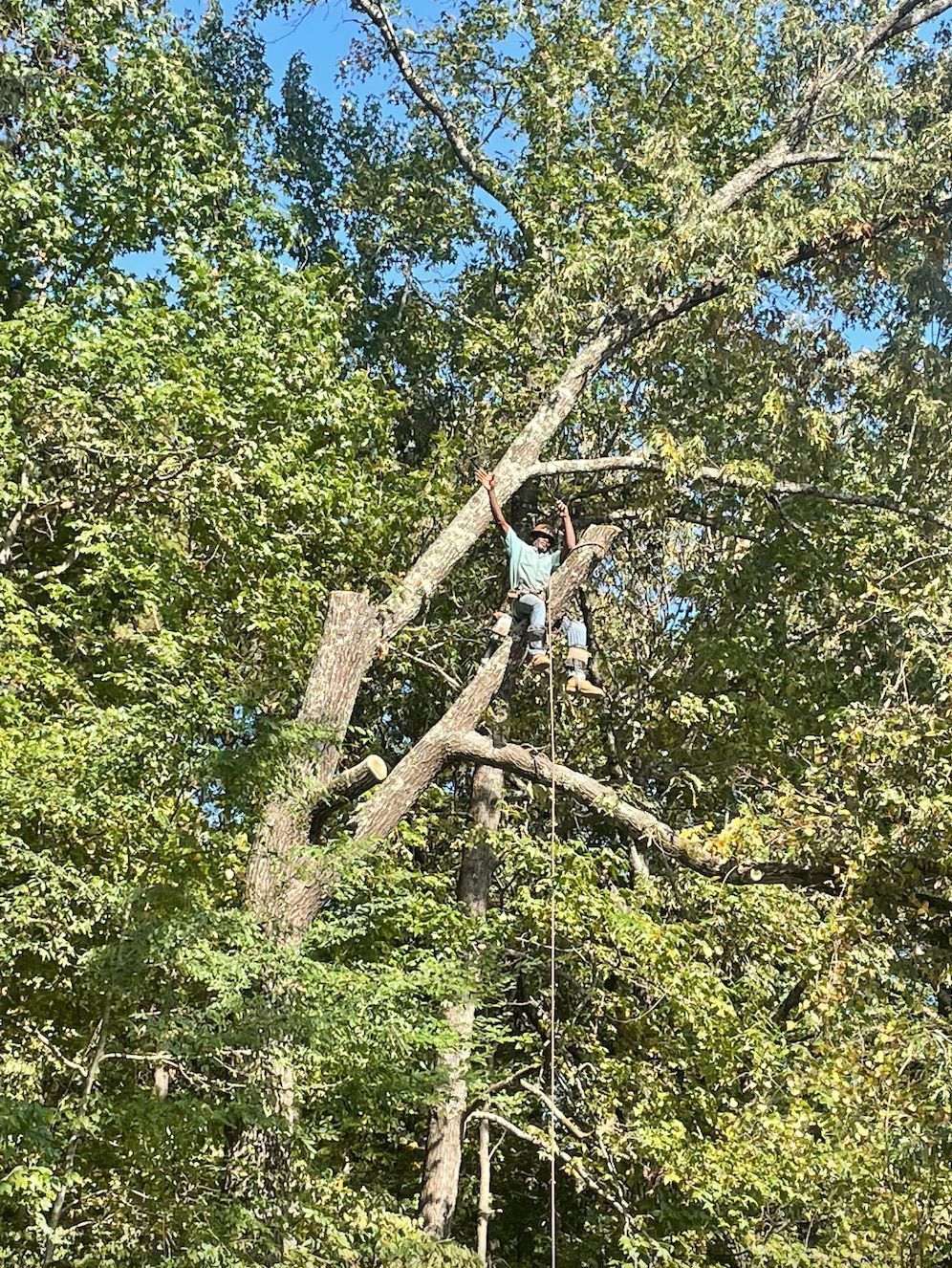 Person in a tree, cutting branches with a saw. Rope is attached. Green foliage, blue sky.