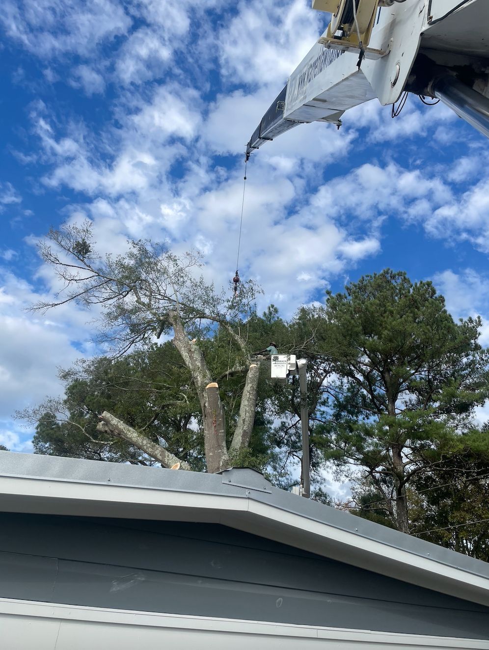Tree being trimmed by a worker in a lift, crane visible, cloudy blue sky overhead.