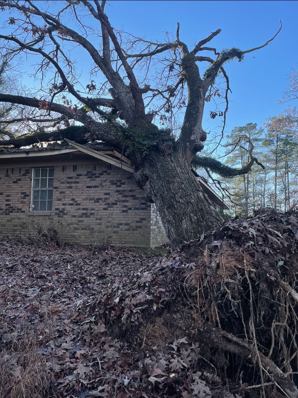 Tree fallen on a brick house; roots exposed. Brown leaves, blue sky.