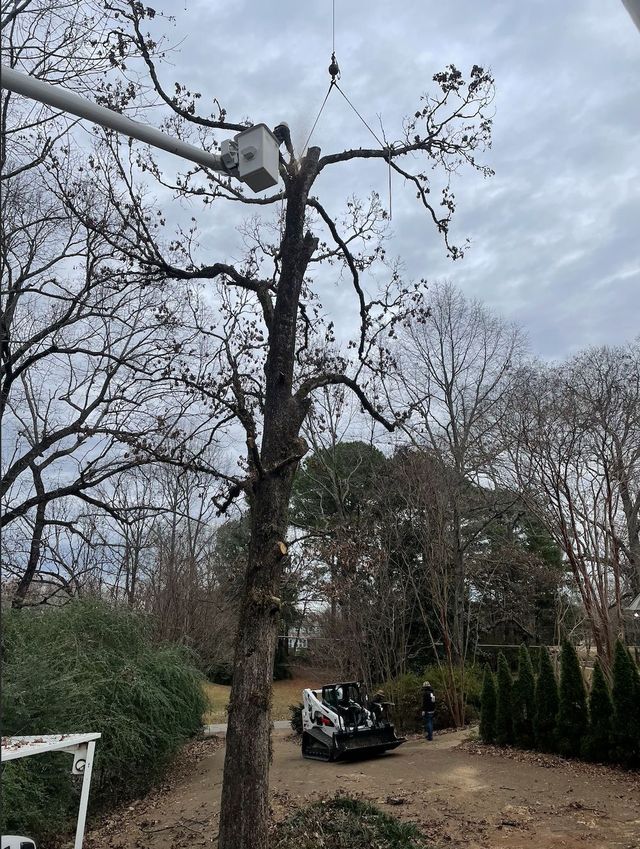 A tree being trimmed by a worker in a bucket truck on a cloudy day.