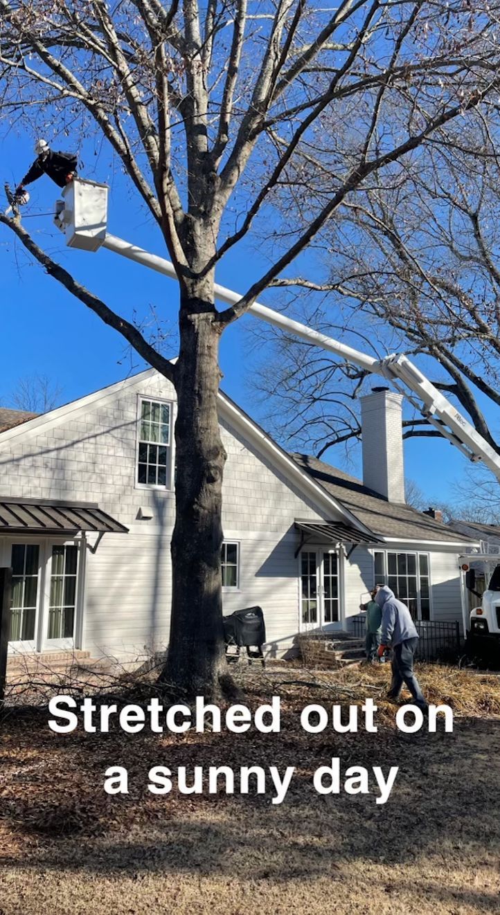 Person in bucket truck trimming a tree next to a white house on a sunny day.