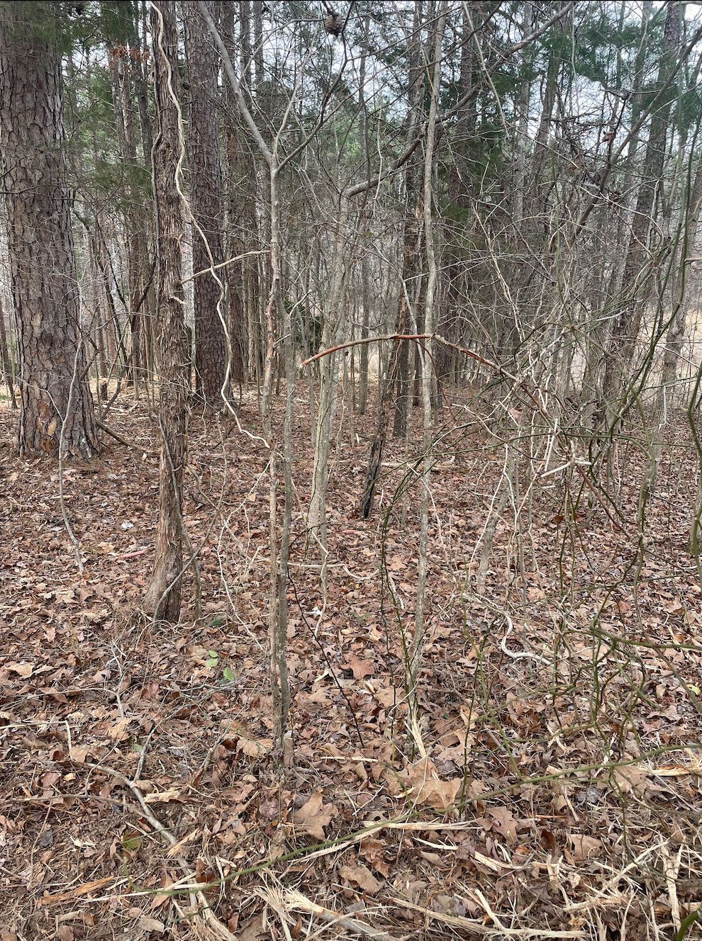 Forest scene with trees and brown leaves on the ground.