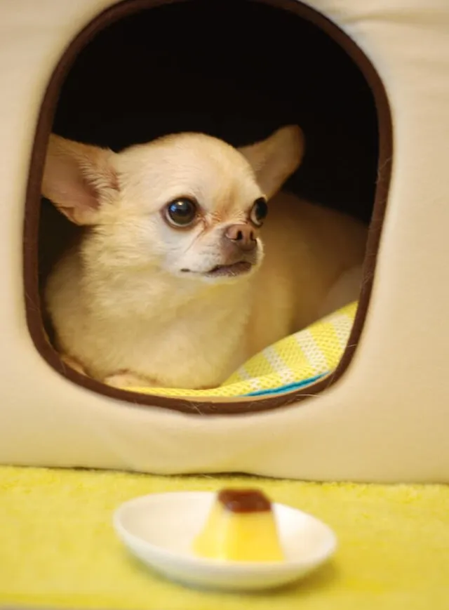 piccolo cane nella cuccia