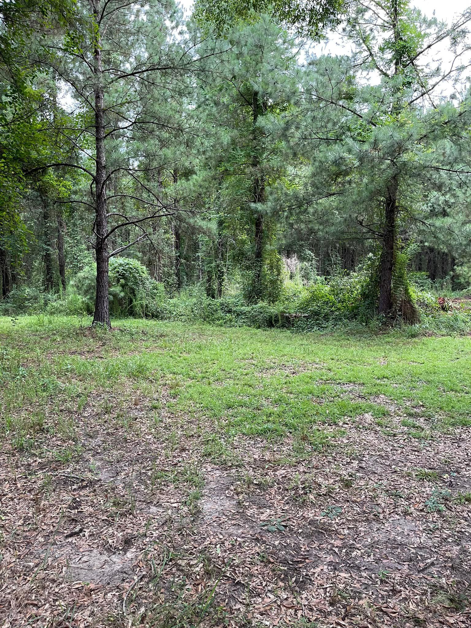 Forest scene with green grass, trees, and fallen leaves.