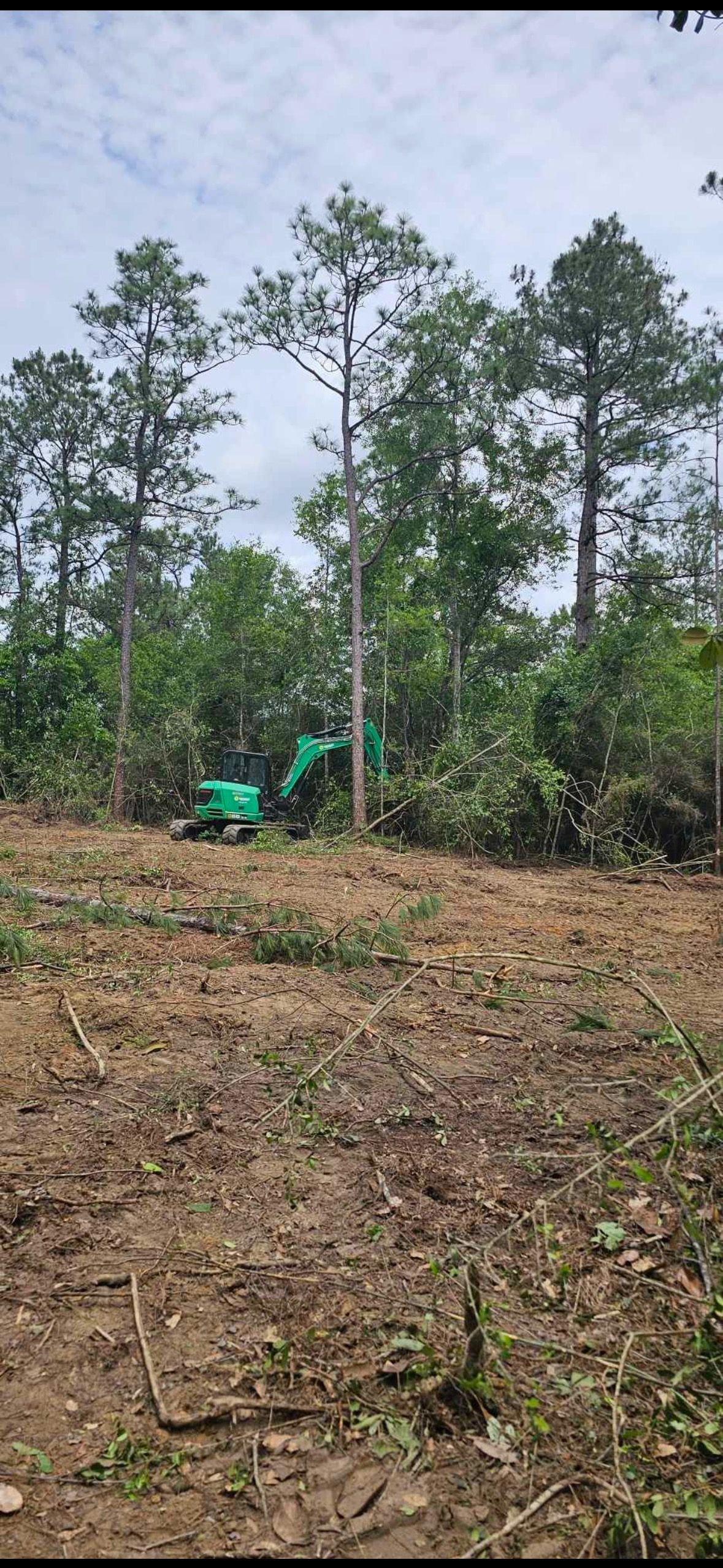 A green excavator clearing a forest. Trees surround the machine, and the ground is dirt and debris.